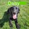 Daisy 8