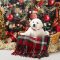 Merry (Daisy Skye)