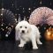 Merry (Daisy Skye)