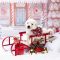 Merry (Daisy Skye)