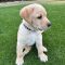 Buttercup 3 (Gibson/Gibs)
