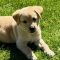 Buttercup 3 (Gibson/Gibs)