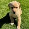 Buttercup 3 (Gibson/Gibs)