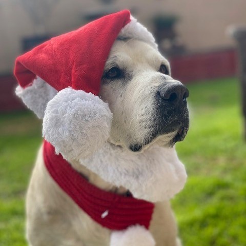 Sunny 5 - Celebrates Christmas -a