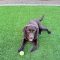Maddox (Makya)
