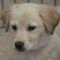Dali (Winnie)